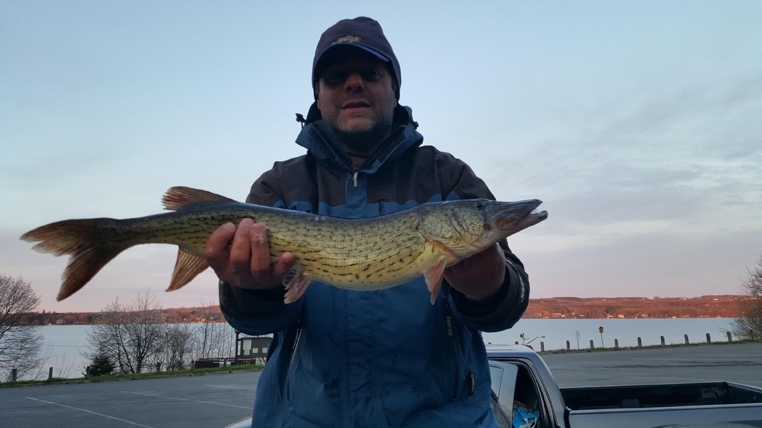 Chain Pickerel