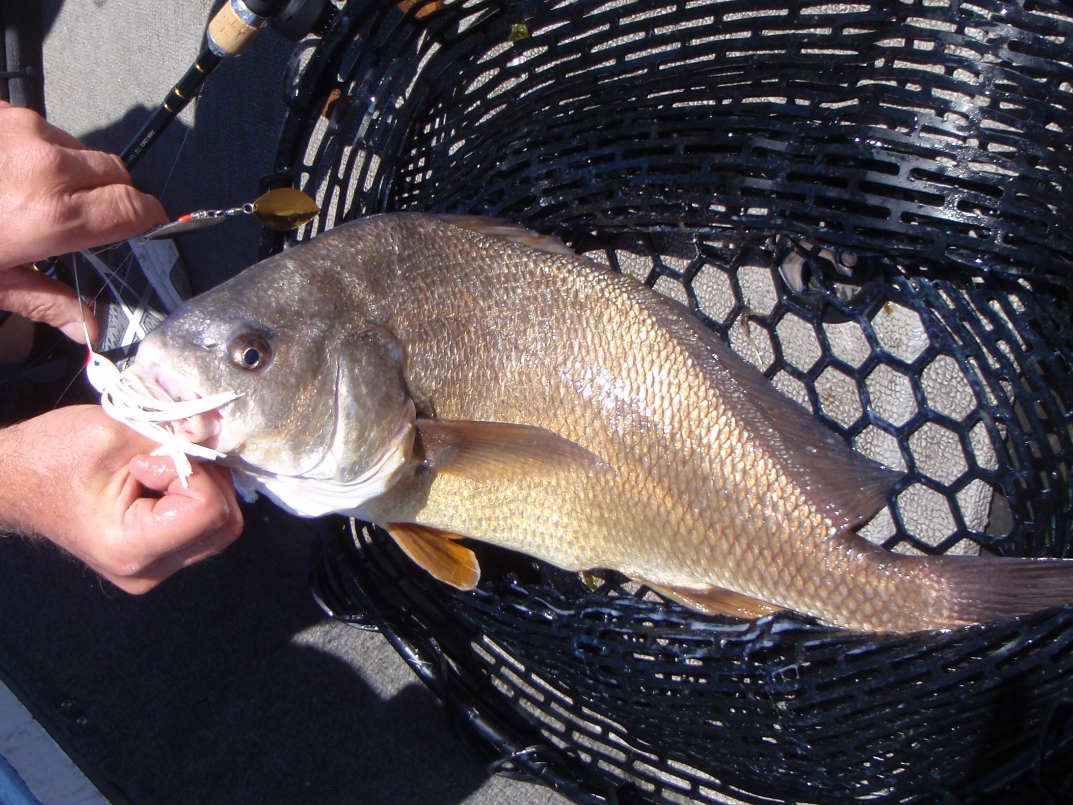 Süßwasser-Trommel – Finger Lakes Angling ZoneSüßwasser-Trommel – Finger Lakes Angling Zone  