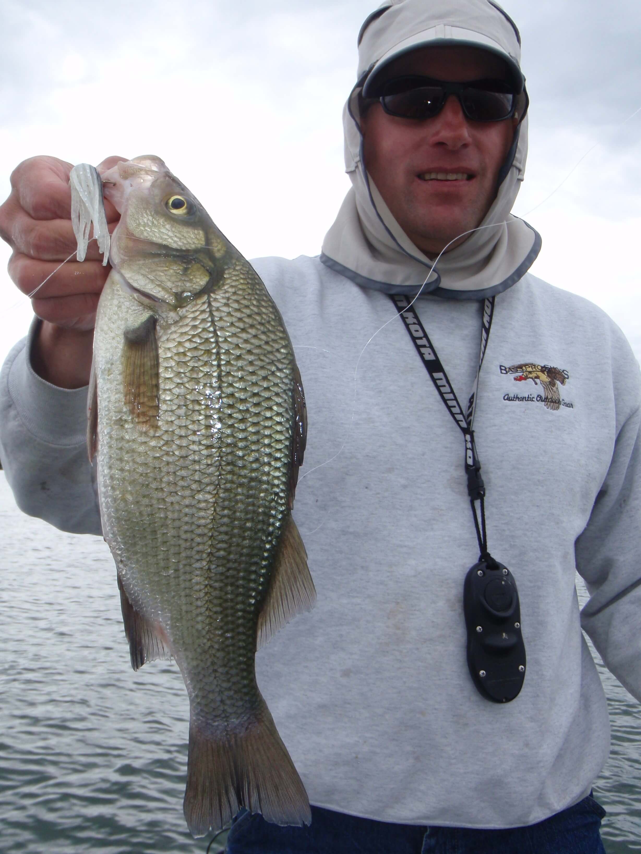 white perch in water